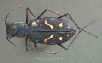 Media type: image; Entomology 14   Aspect: habitus dorsal view